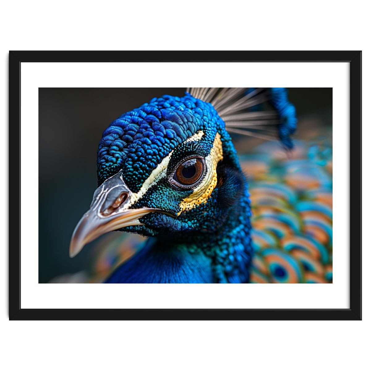 Close Up Of A Peacock Head And Eye