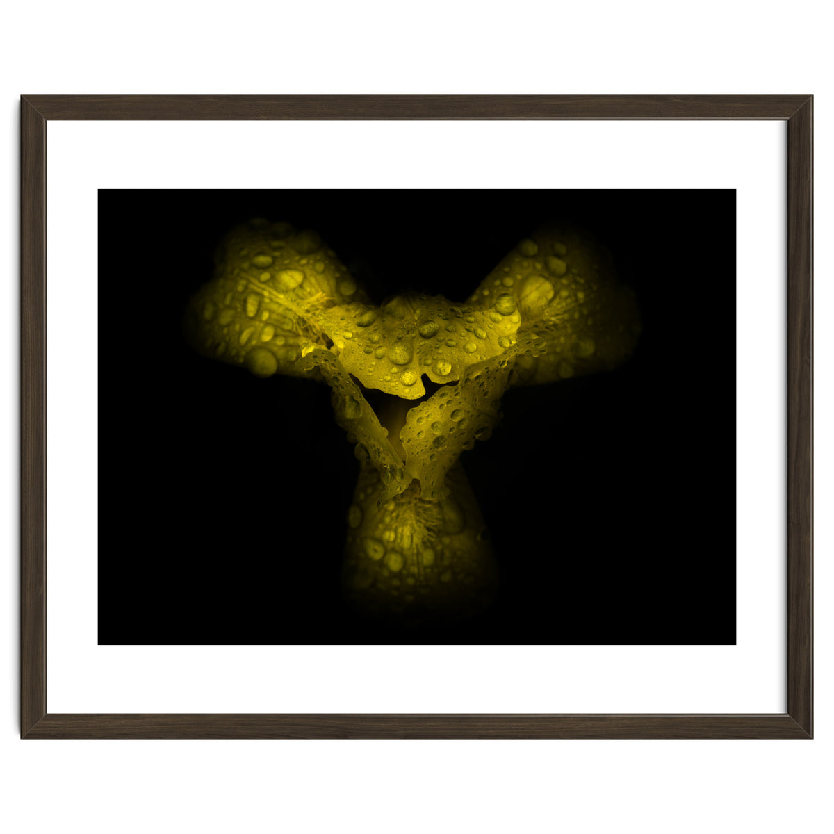 Backyard Flowers No 70 Color Version