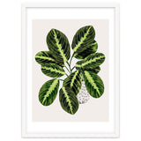 Maranta Plant thumbnail