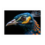 Close Up Of A Peacock Bird Head Eye (Print Only) thumbnail