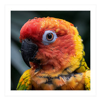 Sun Conure Parrot Bird With Water Droplets (Print Only)