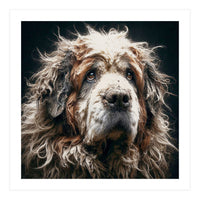 Old Dog 01 (Print Only)