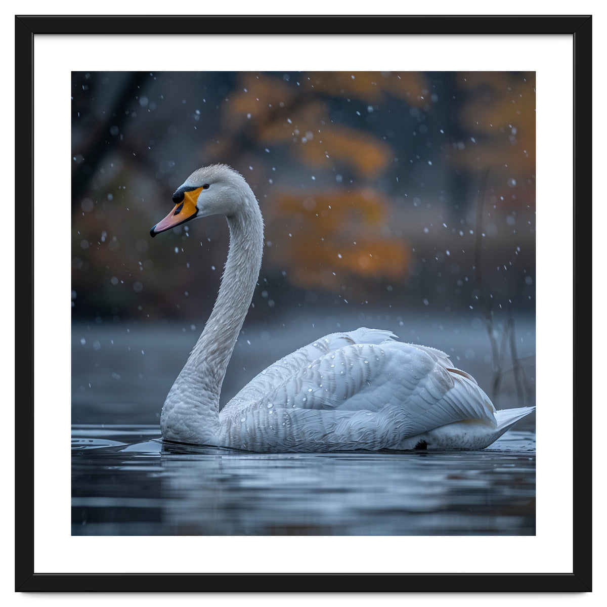 Swan Floating Gracefully On Water In Autumn