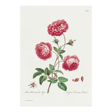 John Edwards – Larger Provence Rose (1770–1775) (Print Only) thumbnail