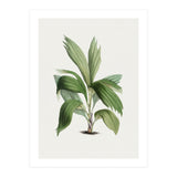 Areca Palm (Hand Drawn Botanical Illustration) (Print Only) thumbnail