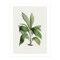 Areca Palm (Hand Drawn Botanical Illustration) (Print Only)