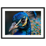 Close Up Of A Peacock Head And Eye thumbnail