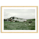 Sheep with a farmhouse - Iceland thumbnail