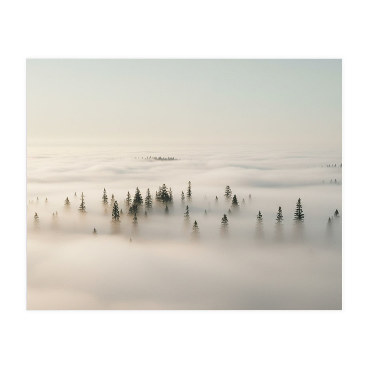 Misty Peaks: Pine Forest Above the Clouds (Print Only)
