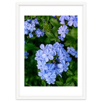 Blue Plambago Flowers