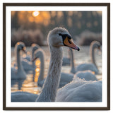 Close Up Of Swan With Water Droplets At Sunrise thumbnail