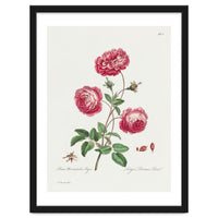 John Edwards – Larger Provence Rose (1770–1775)