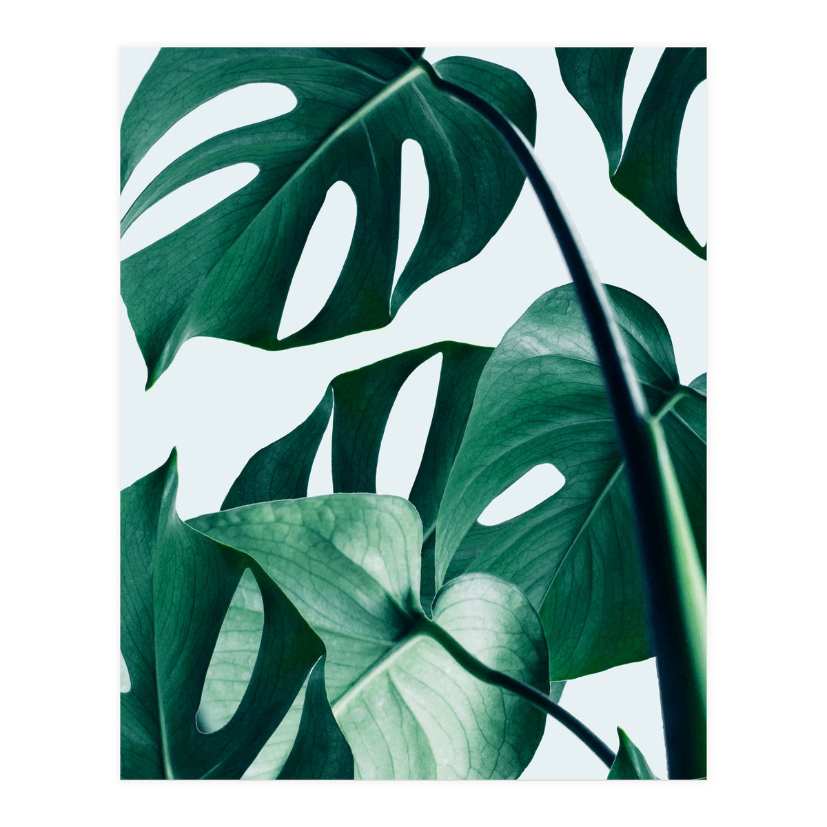 Monstera Tropical Photography Digital Art, Minimal Nature Jungle Botanical Leaves (Print Only)