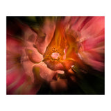 Backyard Flowers No 40 Color Flow Version (Print Only) thumbnail