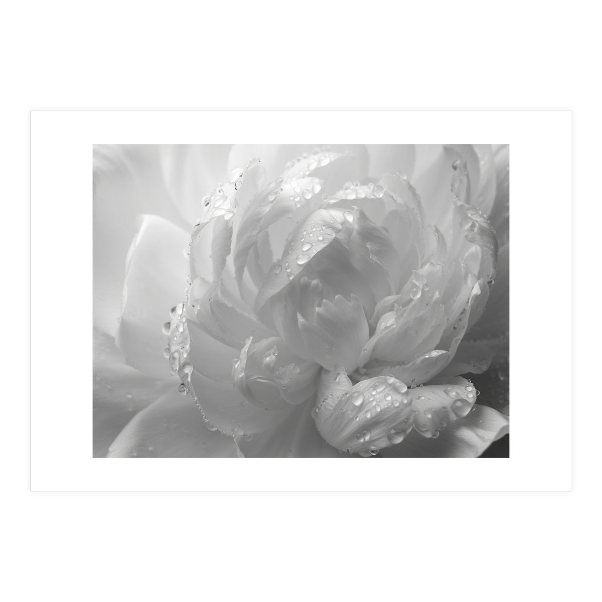 Ethereal Monochromatic Peony Petal Macro (Print Only)