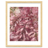 Pink Blossom thumbnail