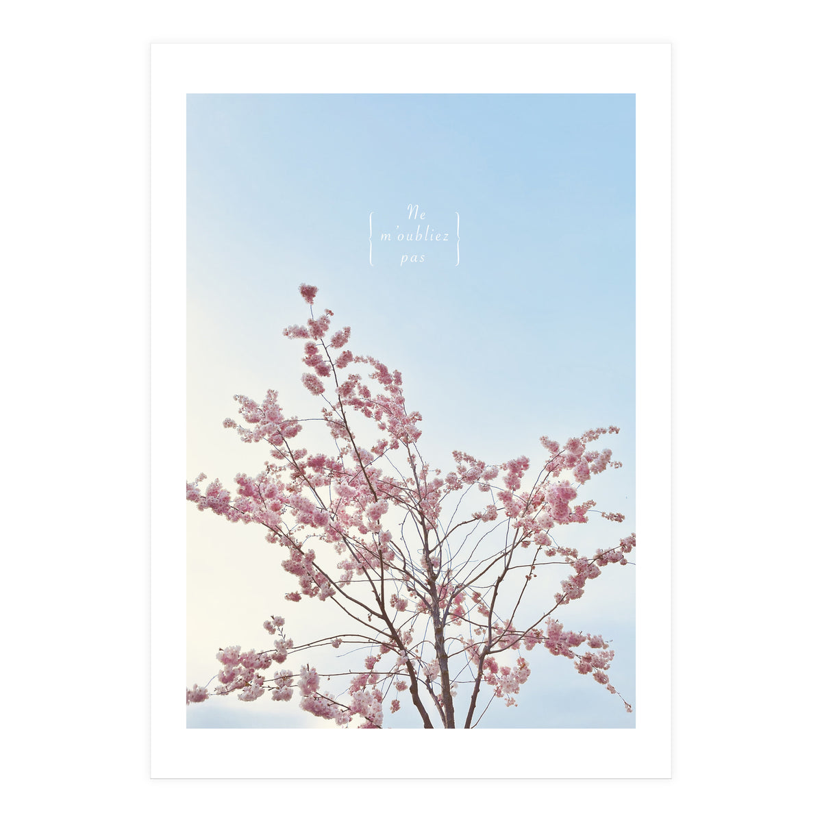 Sakura - cherry blossom (Print Only)