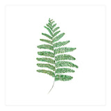 Fern  (Print Only) thumbnail