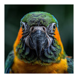 Blue And Gold Macaw Face Focused Portrait (Print Only) thumbnail