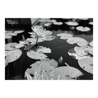 Lotus Pond | Black & White Landscape (Print Only)