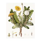 William Curtis – Dandelion (1777–1798) (Print Only) thumbnail