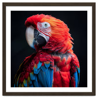 Scarlet Macaw Parrot Detailed Feather Close Up Portrait