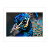 Close Up Of A Peacock Head And Eye (Print Only) thumbnail