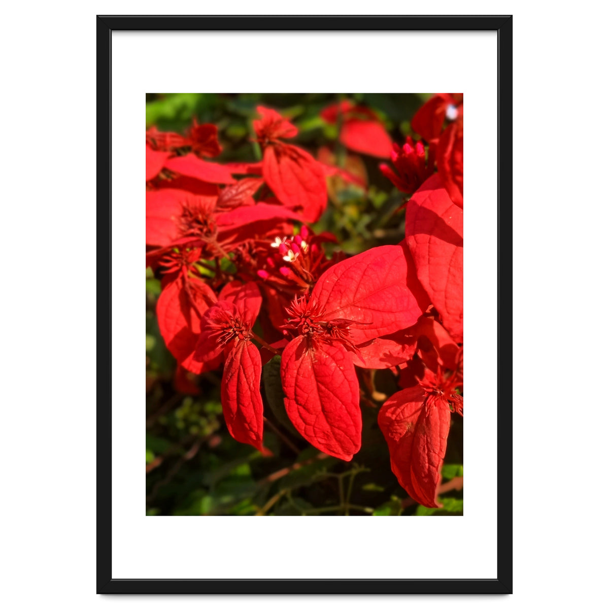 Red Quisqualls Plant Flowers