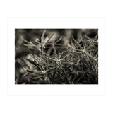 Rosemary Plant (Print Only) thumbnail