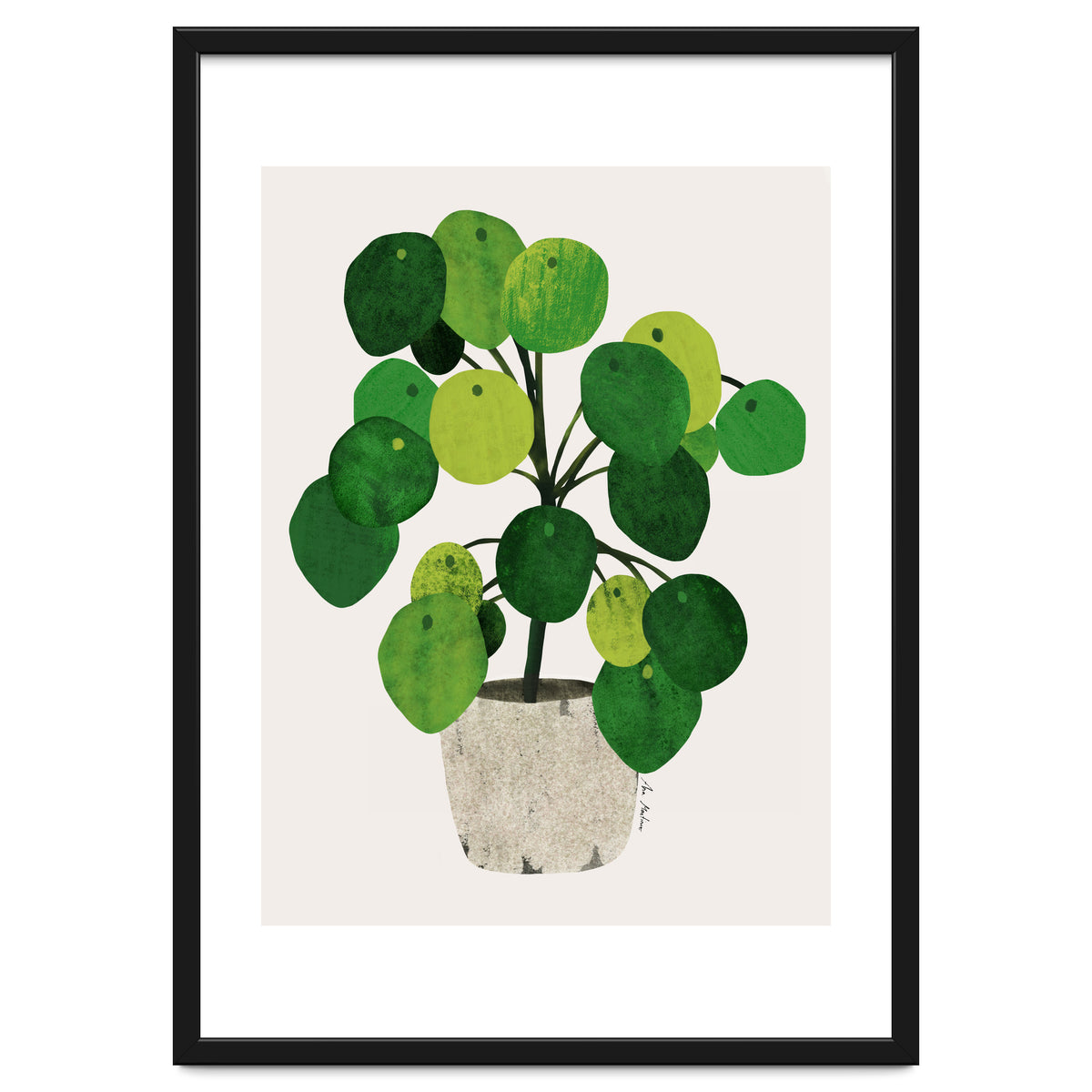 Pilea Plant