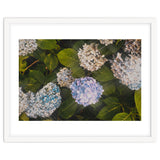 Hydrangeas | Landscape thumbnail