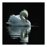 White Swan Gracefully Swimming In Dark Water (Print Only) thumbnail