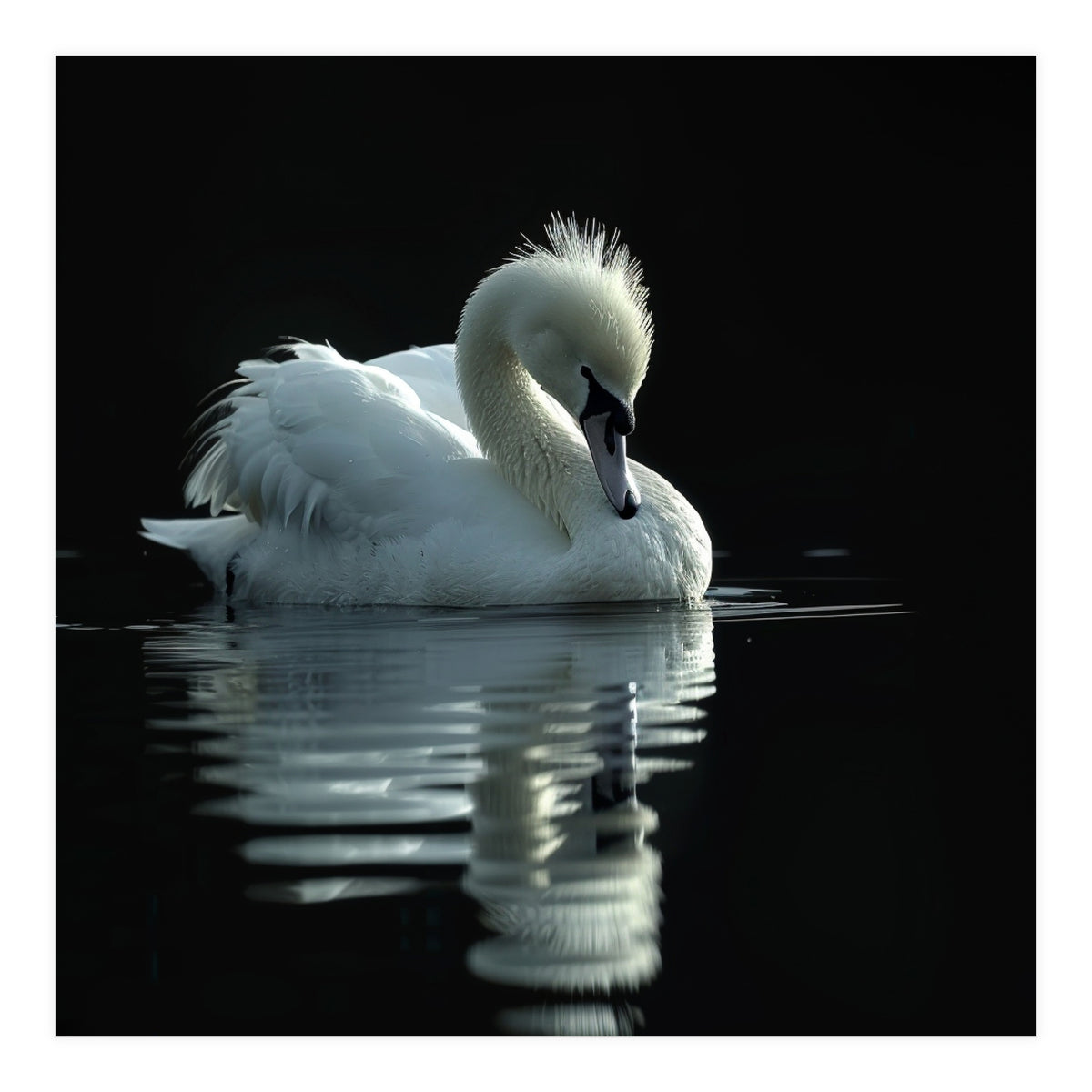 White Swan Gracefully Swimming In Dark Water (Print Only)