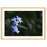 BLOSSOM. thumbnail