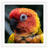 Sun Conure Parrot Bird With Water Droplets