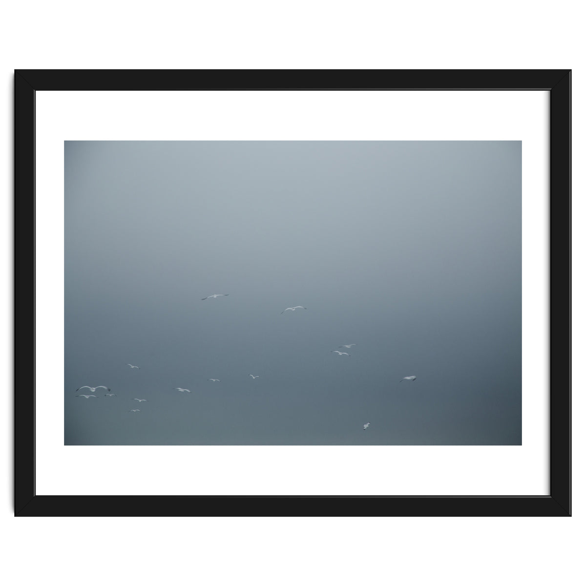 Flying Segulls in thet winter sky