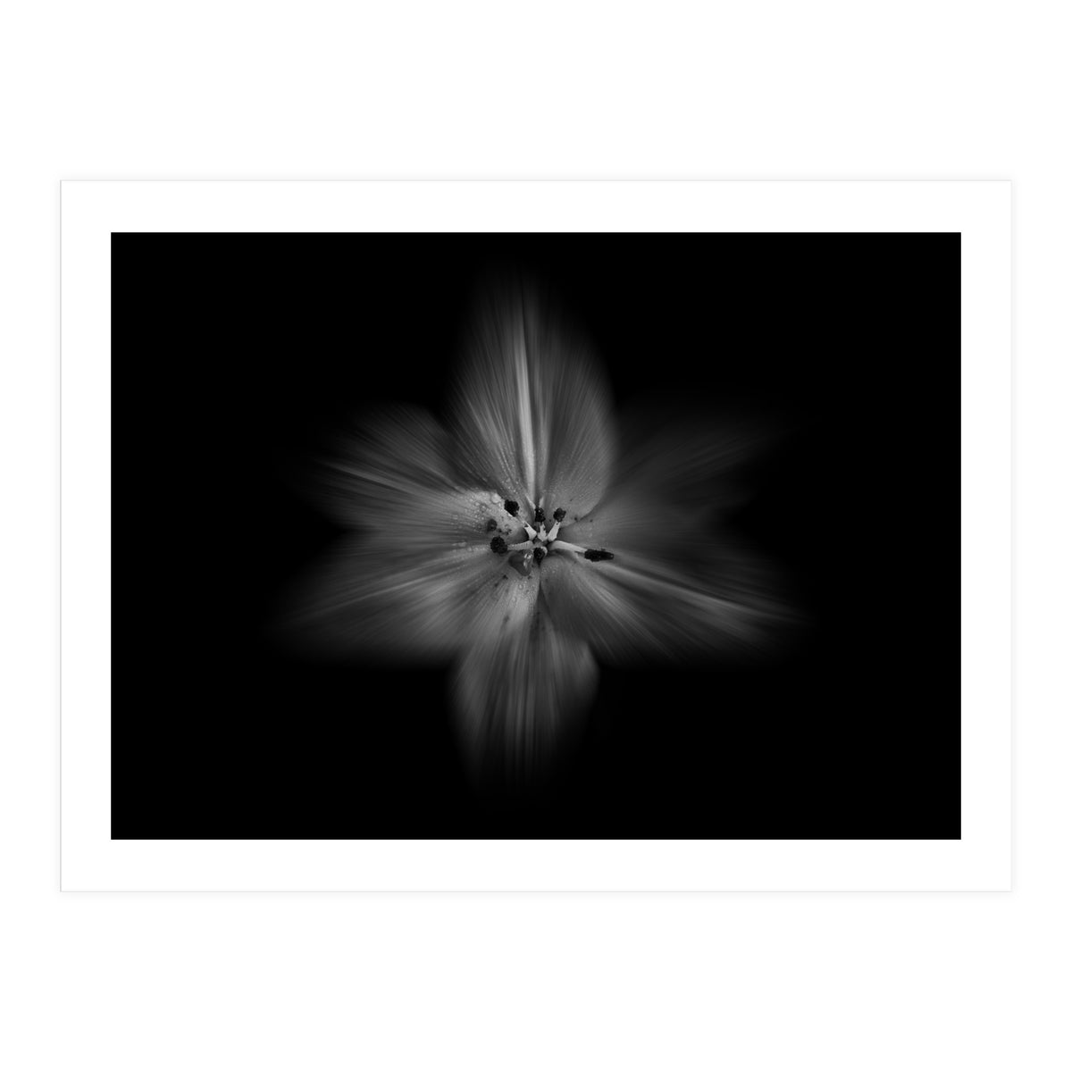 Backyard Flowers In Black And White No 28 Flow Version (Print Only)