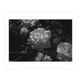 Dark Paradise | Black & White (Print Only) thumbnail