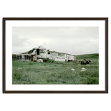 Sheep with a farmhouse - Iceland thumbnail