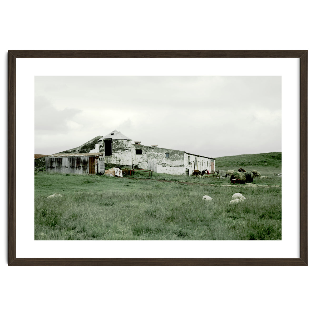 Sheep with a farmhouse - Iceland