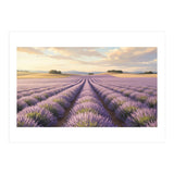 Provençal Sunset: Lavender Field Landscape (Print Only) thumbnail