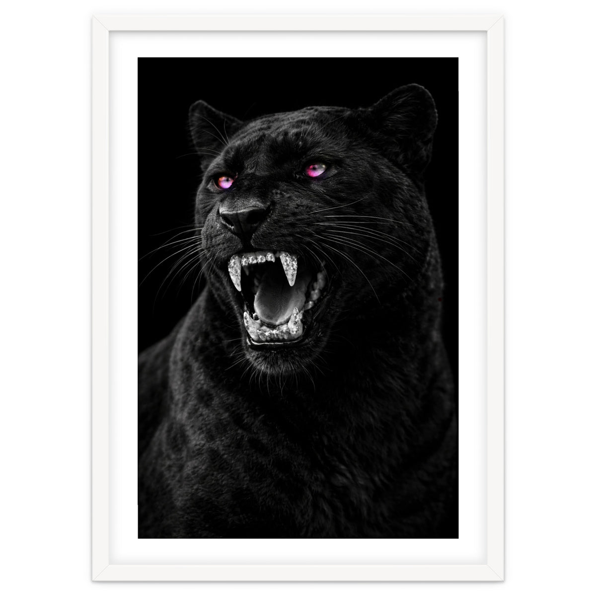 Black leopard with colorful eyes portrait