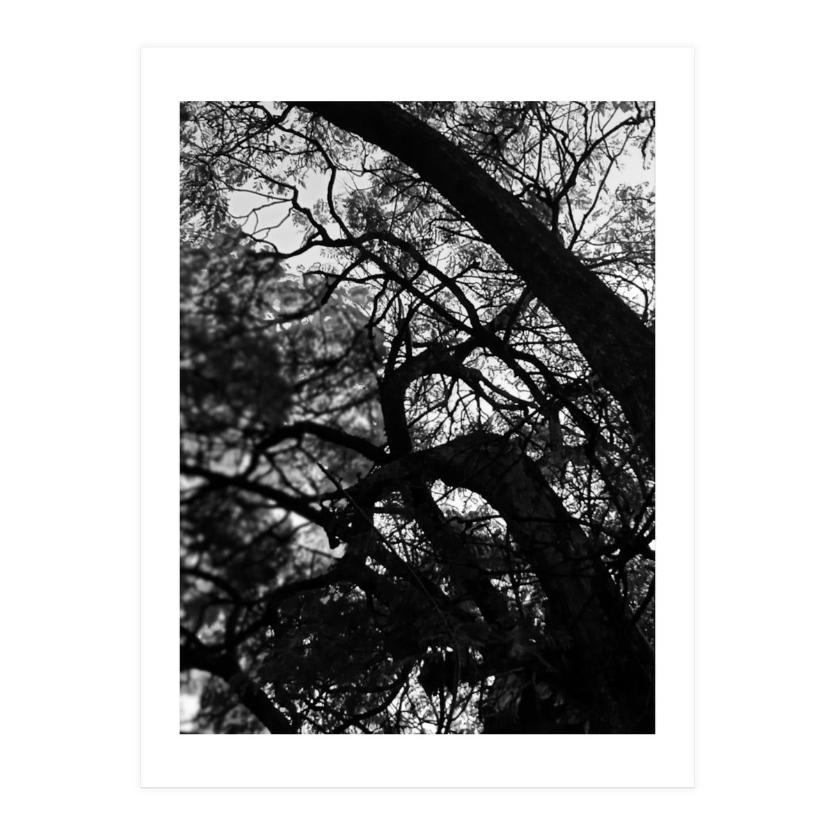 Tree Black Silhouette (Print Only)