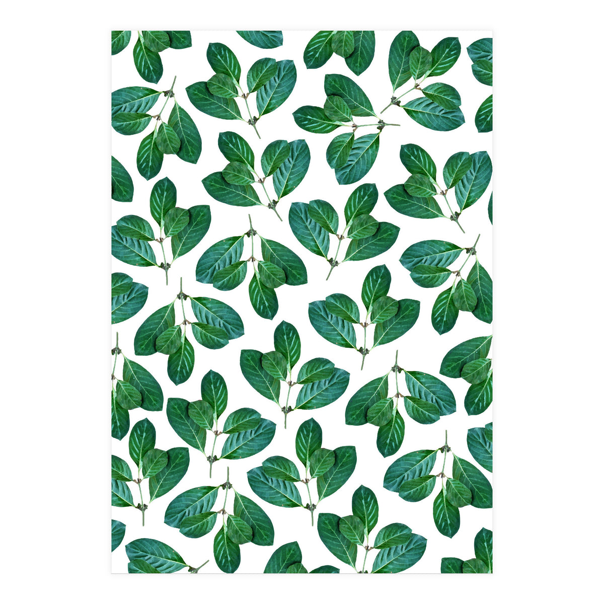 Lemon Leaf (Print Only)