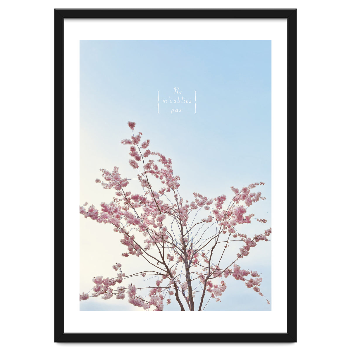 Sakura - cherry blossom