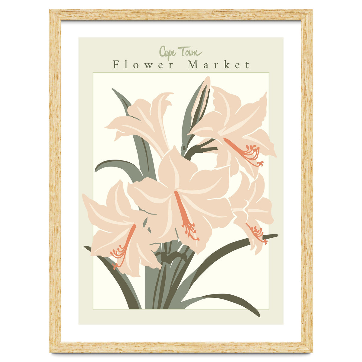 Flower Market Cap Town Amaryllis