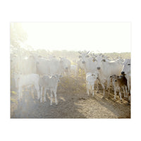 LIVING TOGETHER - WHITE COWS FAMILY (Print Only)