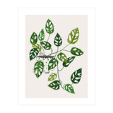 Monstera Obliqua Plant (Print Only) thumbnail
