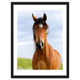 Brown Horse thumbnail