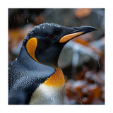 King Penguin In Rain With Water Drops (Print Only) thumbnail